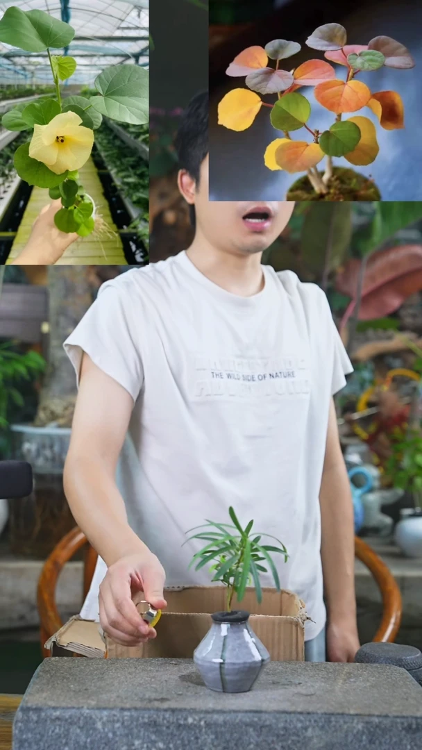 当前无花栽培后可以开花罗汉松389