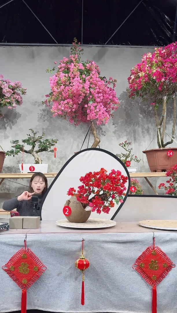 【闪购商品】盆景同安红