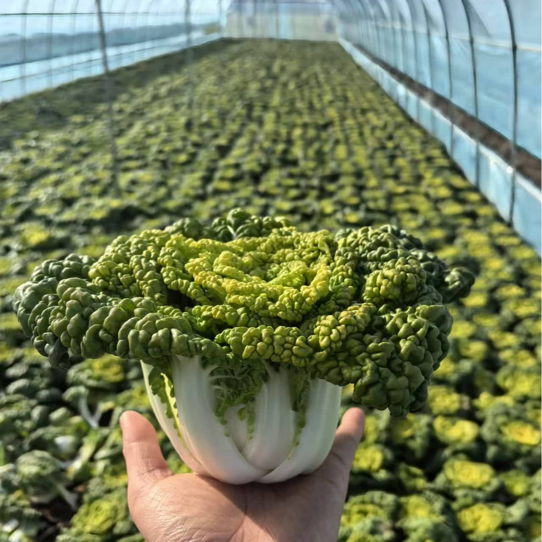 黄心菜乌塌菜玫瑰菜安徽产地直发现砍现发包邮到家