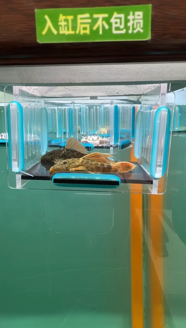 清道夫鱼046号600入缸不包损录制完整开箱视频5.7-5.8厘米