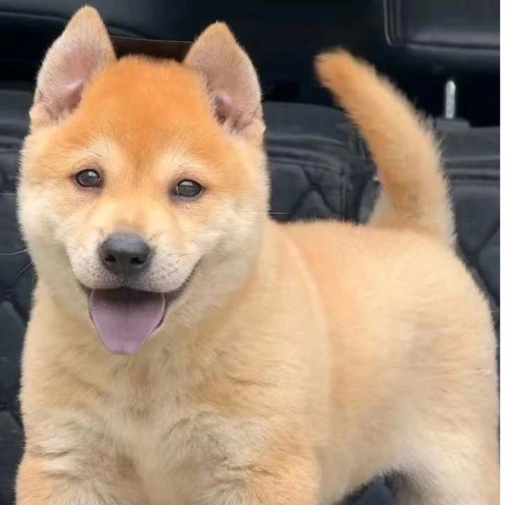 广西纯正田园犬直播间一物一拍活体狗狗链接