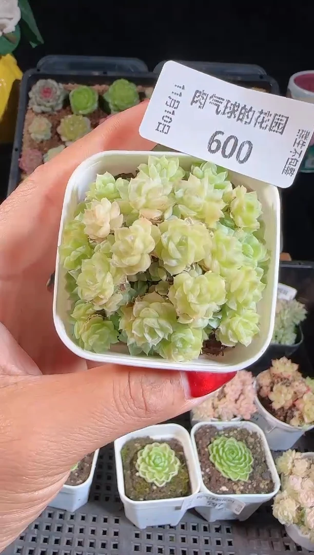 1110-600（群生不包整）