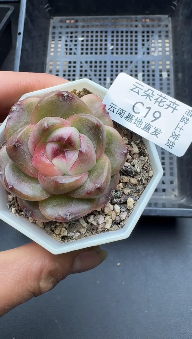 珍妮杂交多肉C19