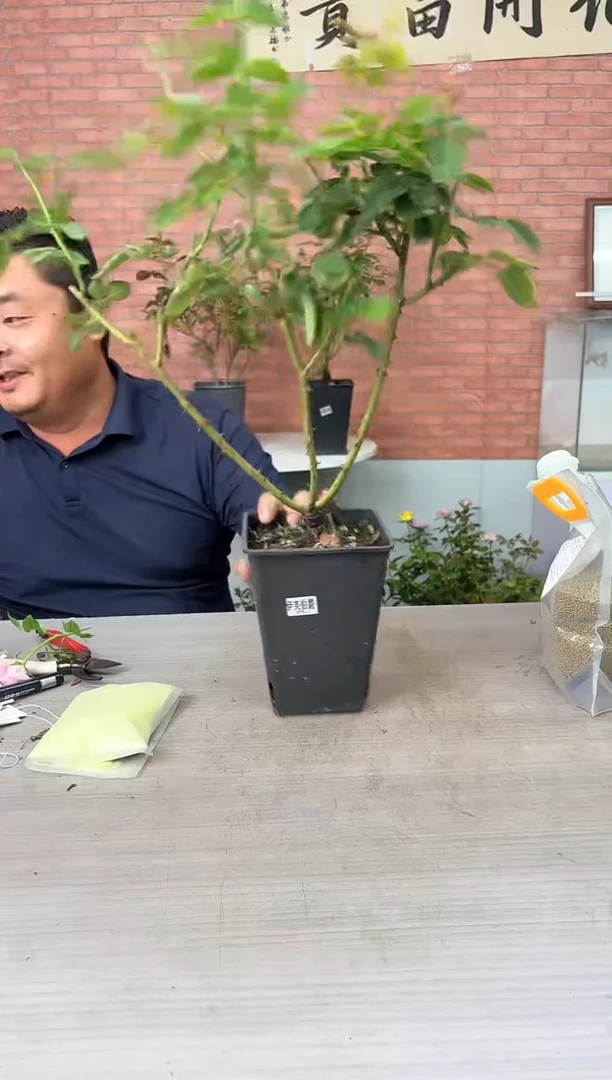 当前无花朵，栽培后可花朵伊芙伯爵