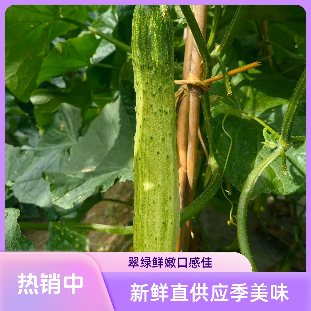 贵州现摘现发新鲜应季旱黄瓜老品种可拌可腌口感好