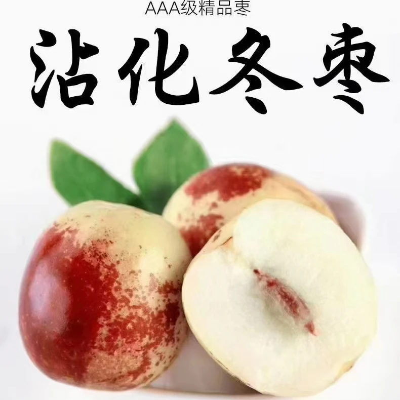 特级和特大果冬枣沾化冬枣
