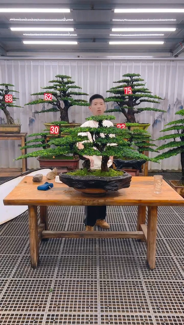 无花朵精品盆景直播间一物一拍