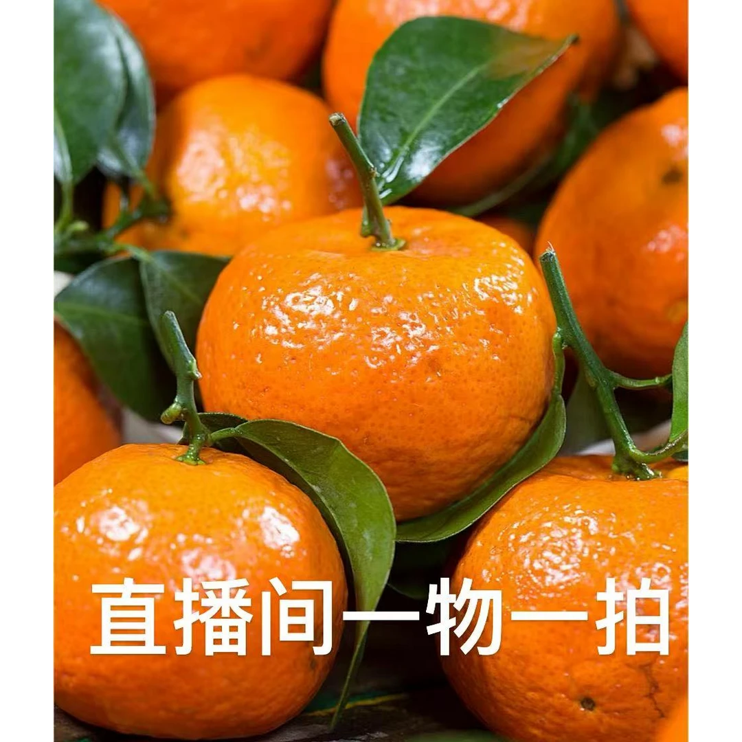 砂糖橘金桔葡萄柚苹果柚红美人柑橘果树脐橙