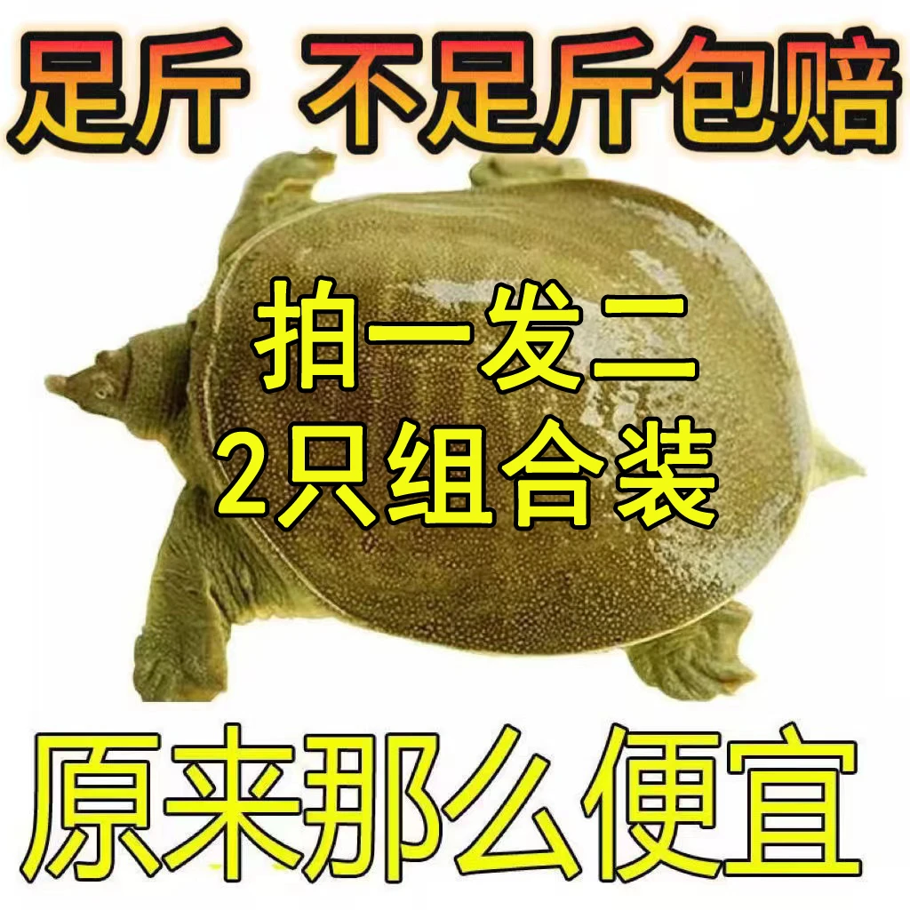 【2只组合装】便宜外塘散养甲鱼鲜活青黄背活的甲鱼纯天然包活
