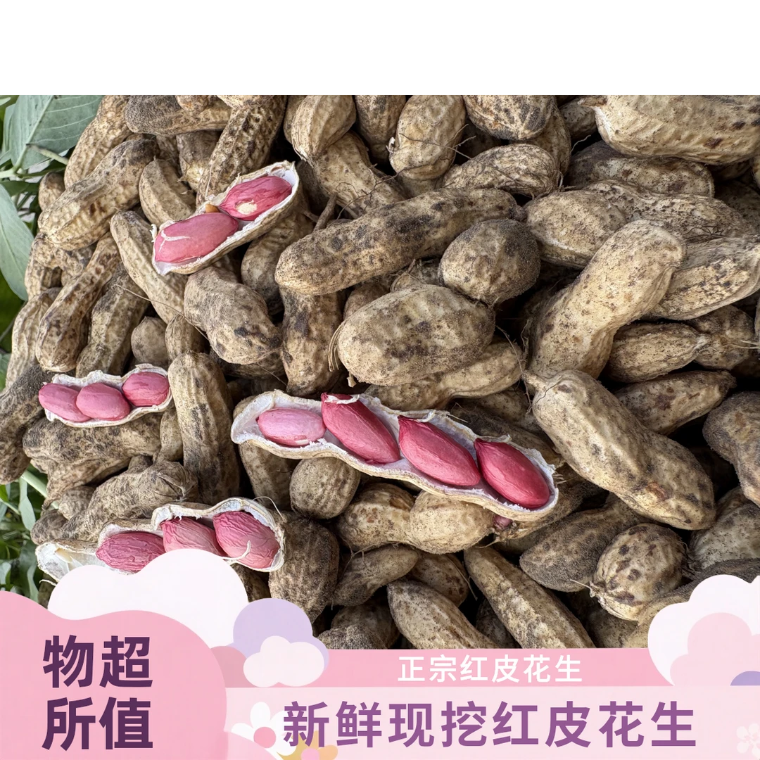 四川新鲜现挖带壳带泥红皮湿花生