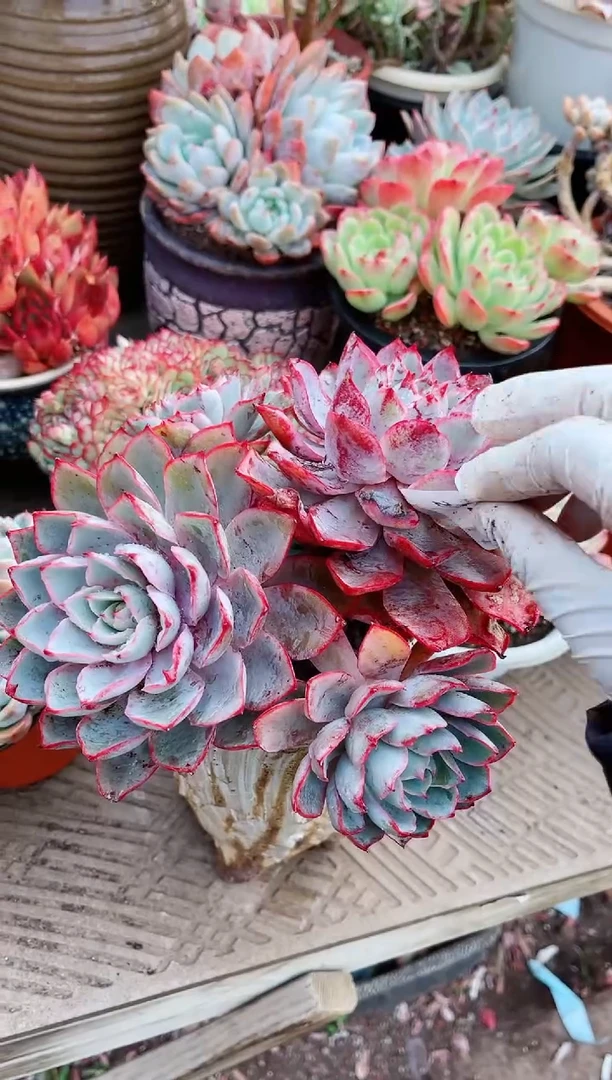 【闪购商品】20125