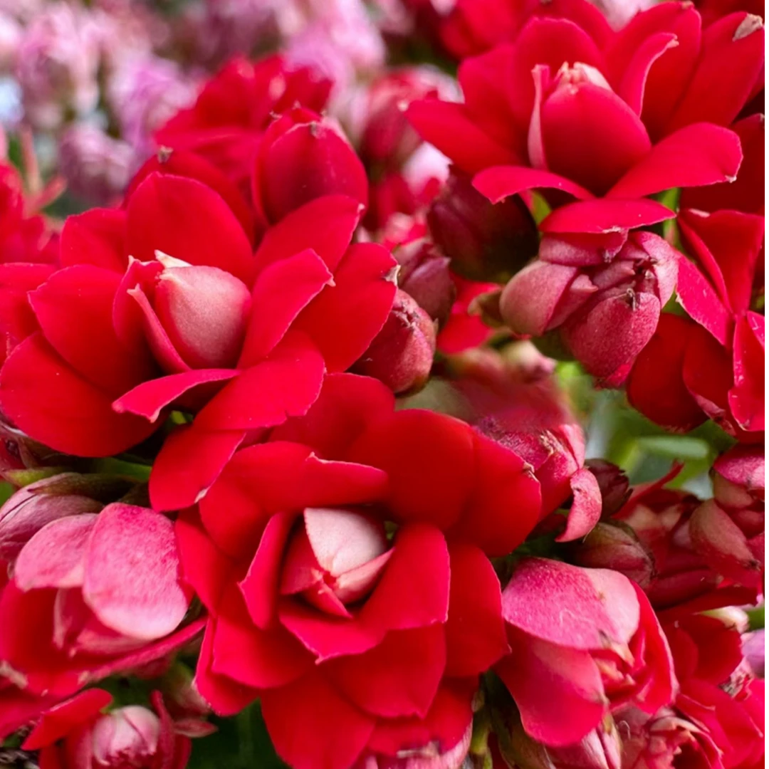 【鸿运】长寿花四季开花阳台盆栽大花重瓣花卉植物