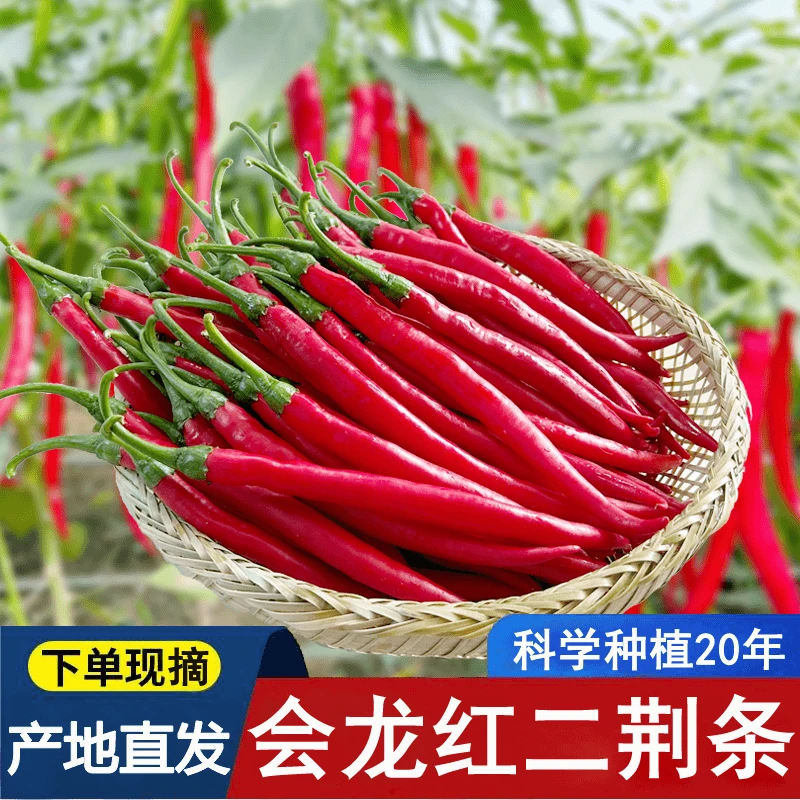 四川现摘新鲜红二荆条辣椒适合做剁椒泡椒辣椒酱