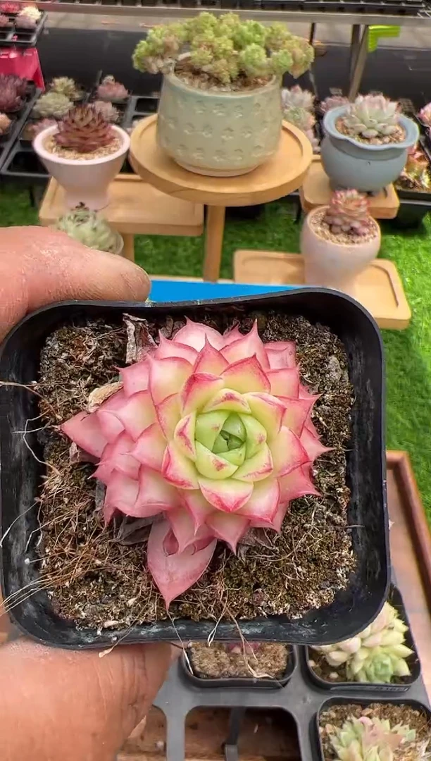 东云多肉园二店-120