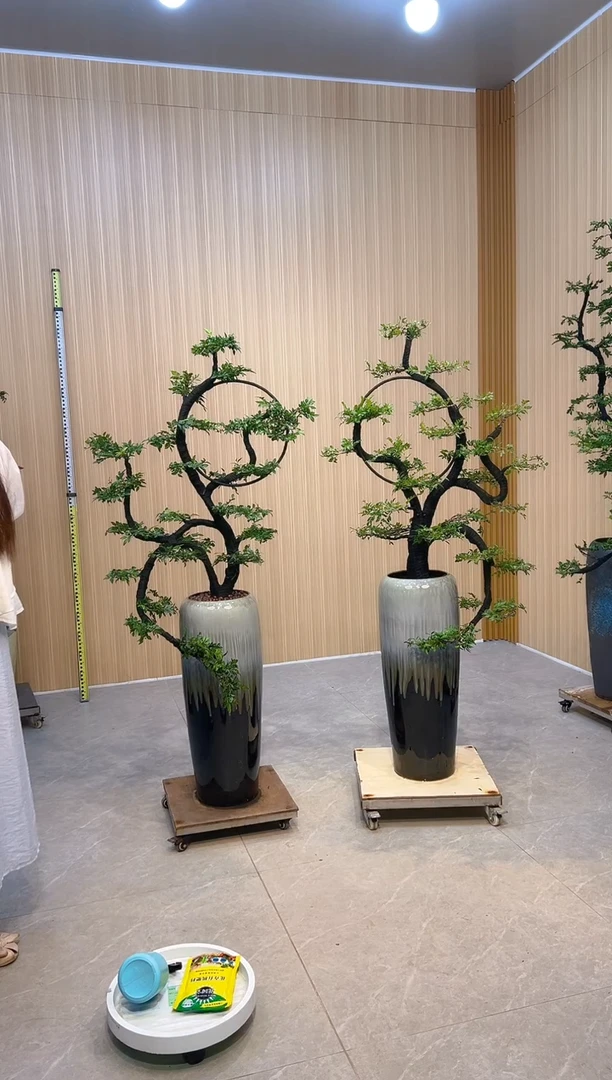 无花朵松*小叶紫檀小叶紫檀