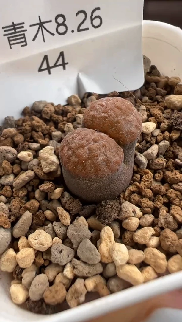 44.。。。。。。。。。。。。。。