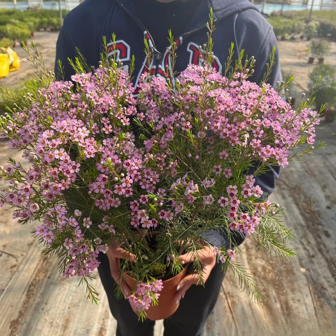 澳洲腊梅花期长多年生木本蜜香庭院阳台粉色大盆花中仙子冬日浪漫