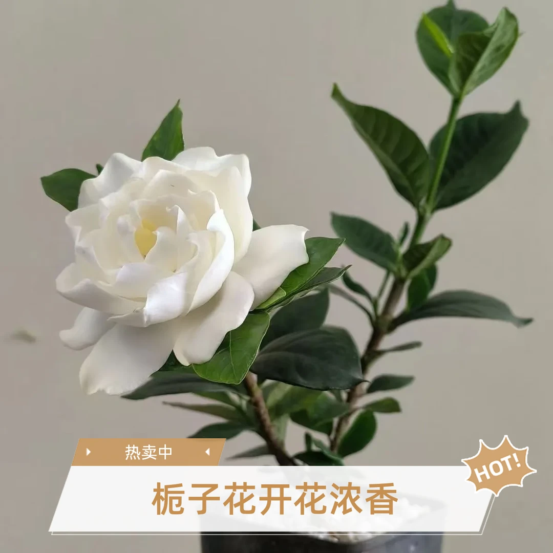 重瓣栀子花名贵稀有品种八重咲法莲寿星栀子花浓香型绿植造型盆景