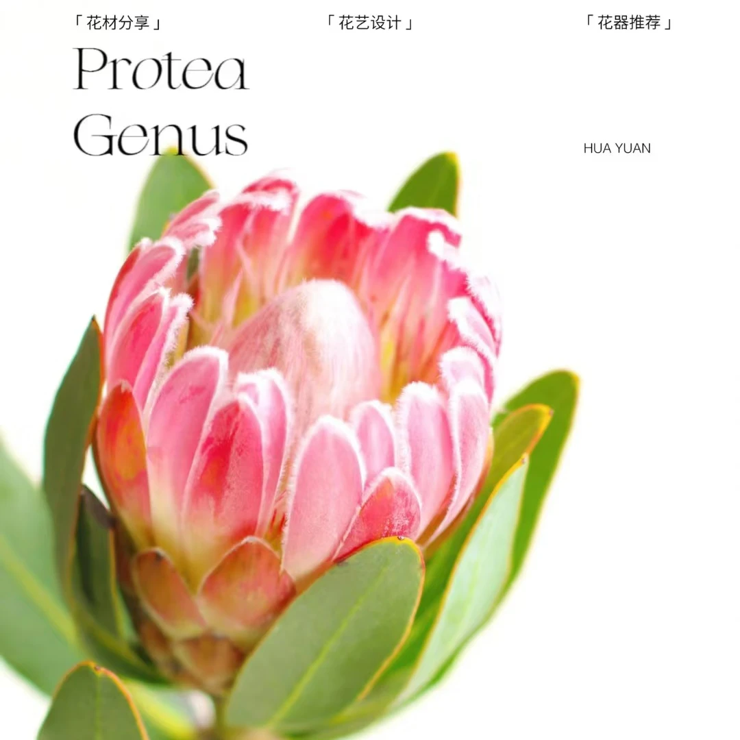 【思芹花卉|南非进口嘉年华公主】高级感可做干花顺丰包邮