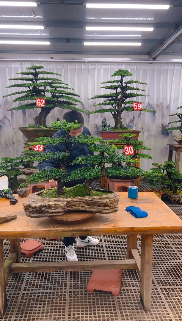 无花朵精品盆景直播间一物一拍