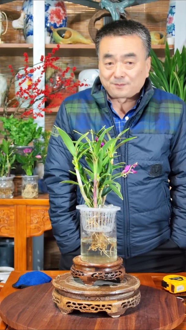 无花朵水之韵水培石斛兰