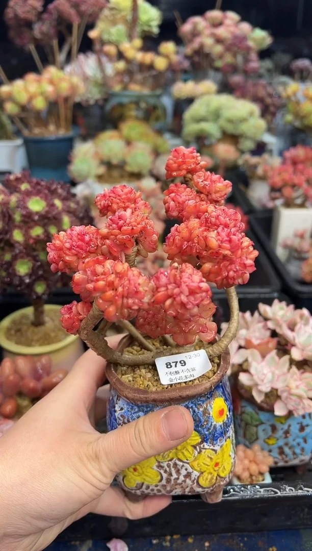【闪购商品】879不带盆