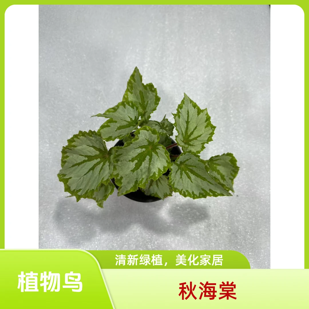 植物鸟秋海棠 秋海棠热植 网红秋海棠不包叶损《两单包邮》