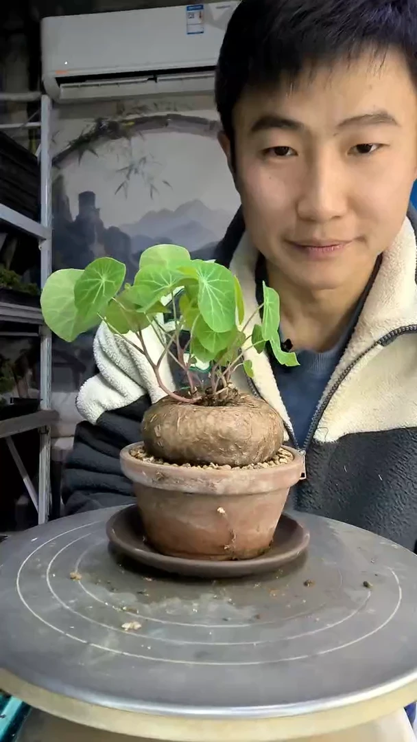 美***美中青园艺一物一拍201