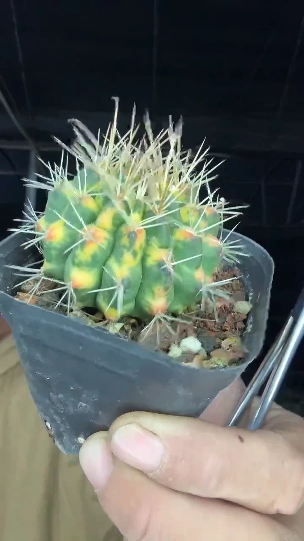 小号翠皇冠锦19.99