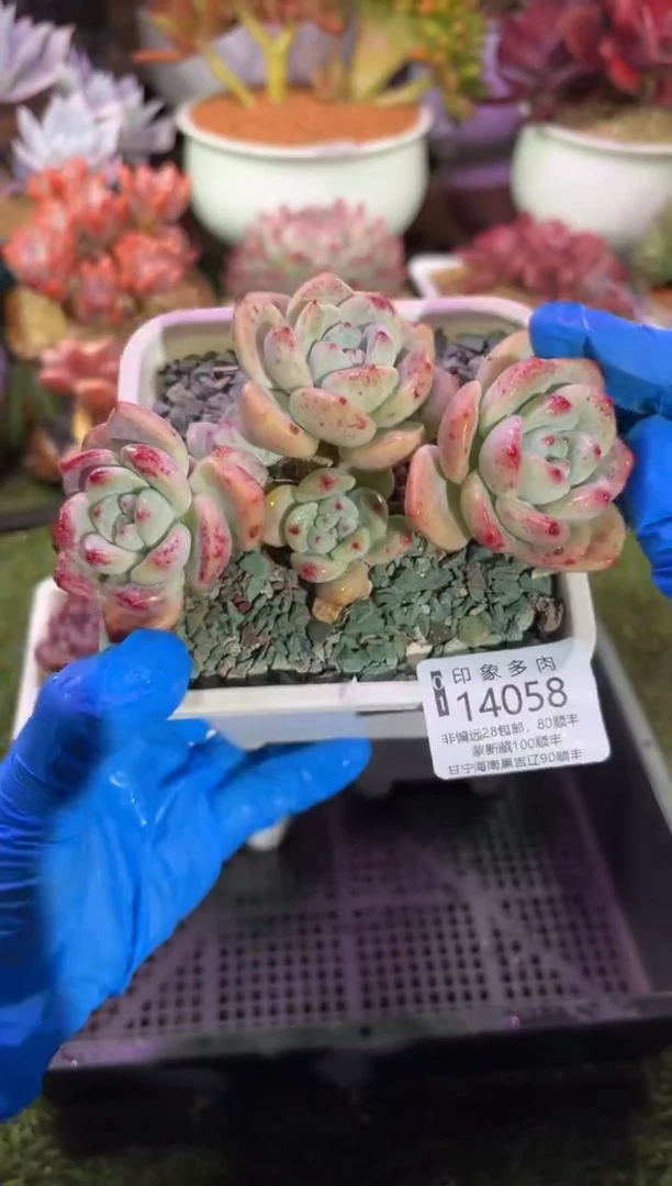 【闪购商品】14058