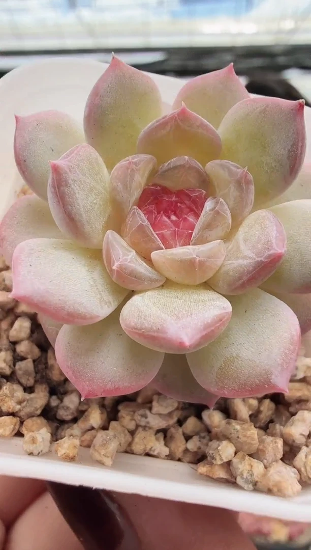 东云多肉园新款-48