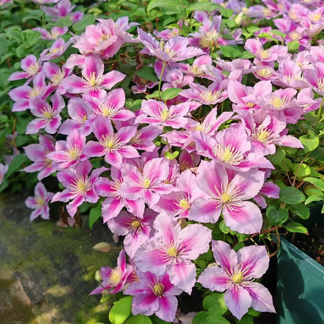 铁线莲中大苗【小鸭】 阳台庭院花园盆栽地栽植物 二类早花