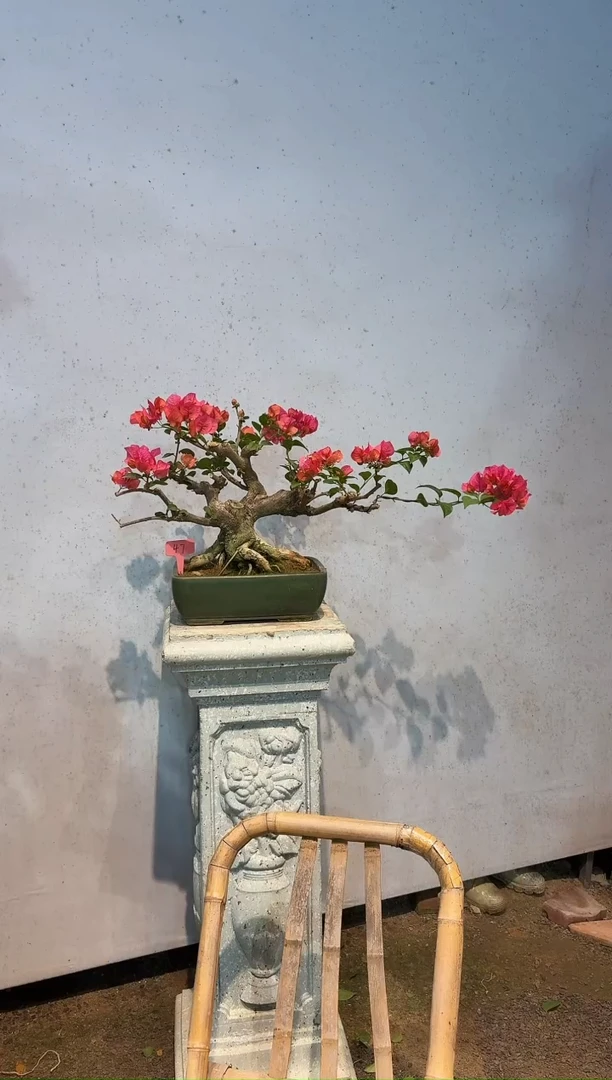 无花朵三角梅四季红47