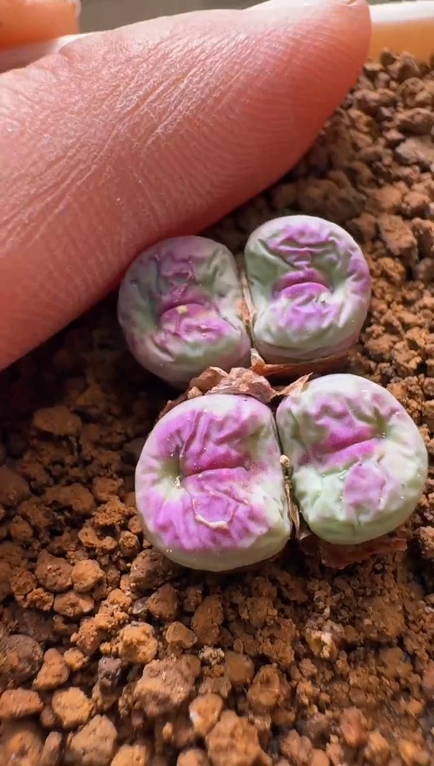 美丽的肉石头-2736-245