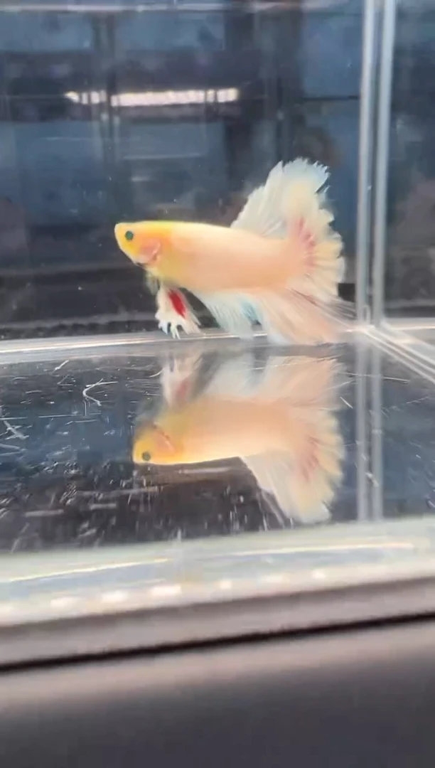 斗鱼绣球大耳朵斗鱼