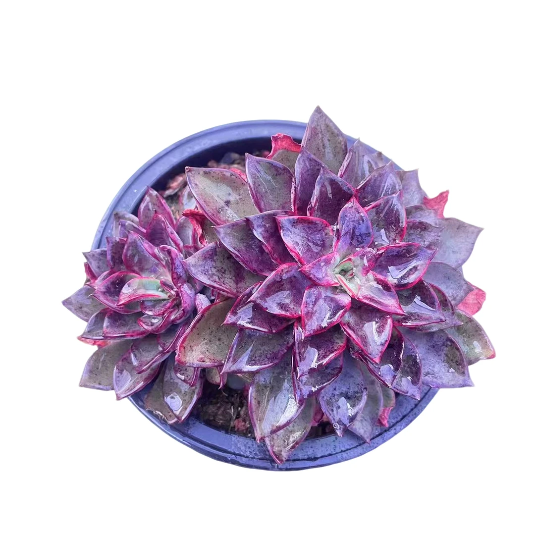 里加精品多肉 新手好养 满9.9包邮以直播间为标准发星花怒放精选