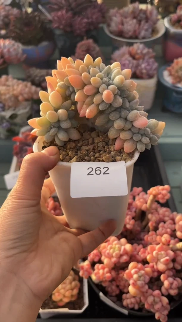 262奶糖缀化多肉