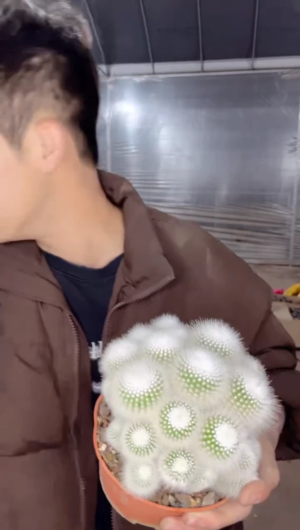 【闪购商品】白小丁群生 8-10cm