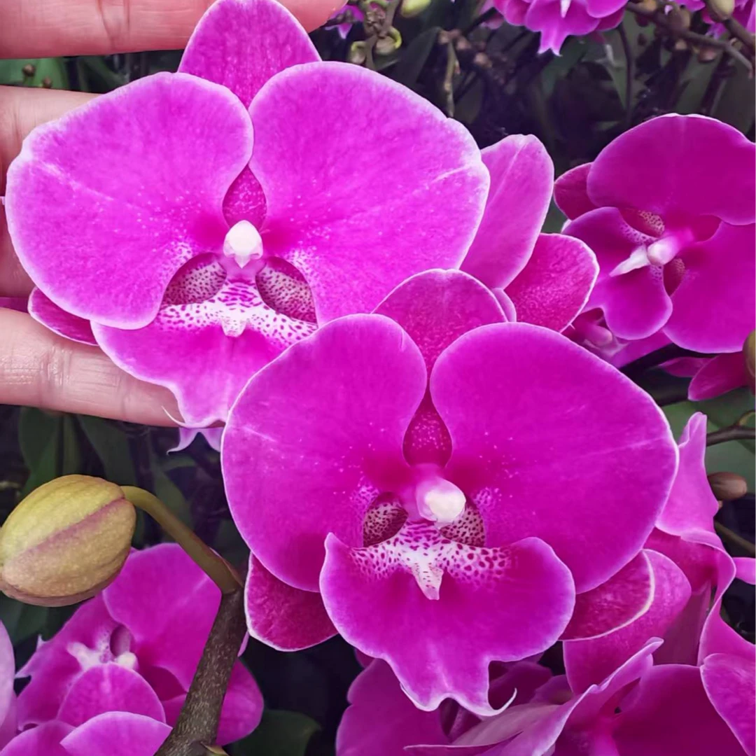 [姹紫嫣红]蝴蝶兰 中花型 有花带苞 如折损按比例赔付不支持退换