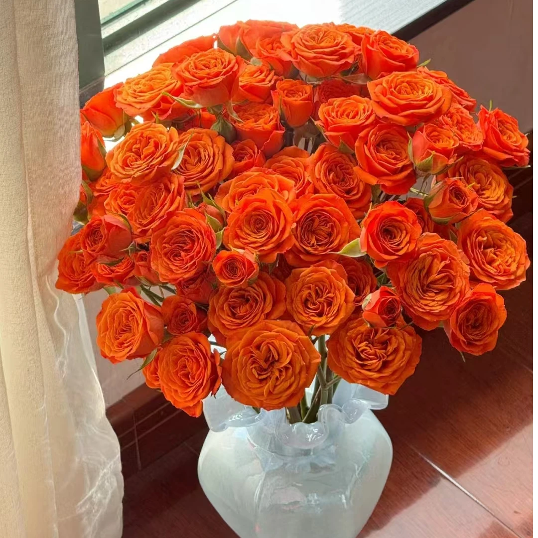 【橙色芭比】多头泡泡玫瑰 室内水养鲜切花 云南昆明基地直发