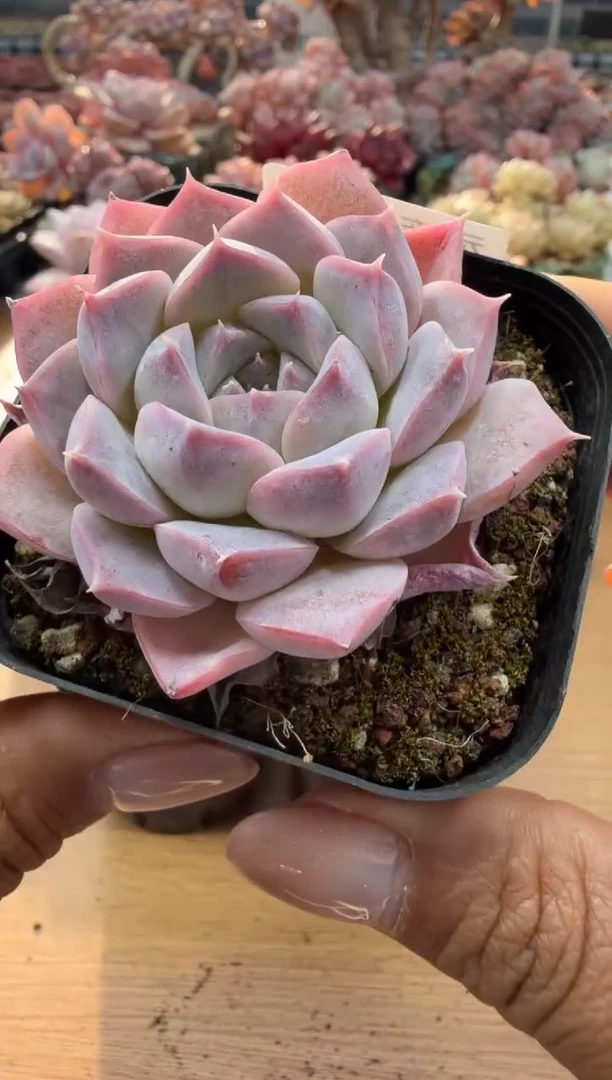 东云多肉园二店-56