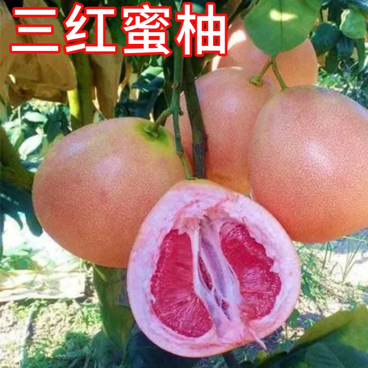 三红蜜柚树苗南北方庭院红心柚子树苗盆栽嫁接苗甜柚子当年结果