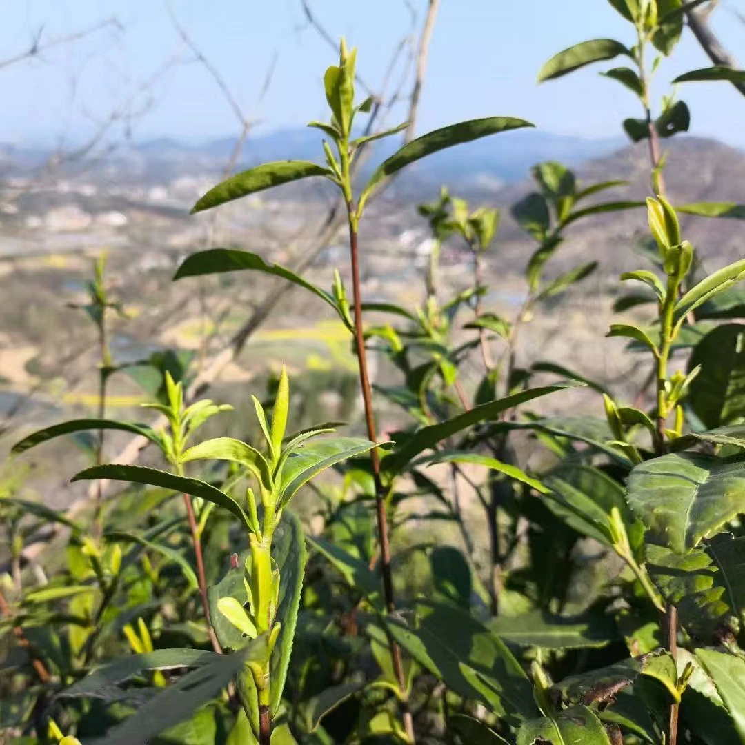【信茶山】绿茶2025新茶上市信阳毛尖明前精品飞机头 京东快递