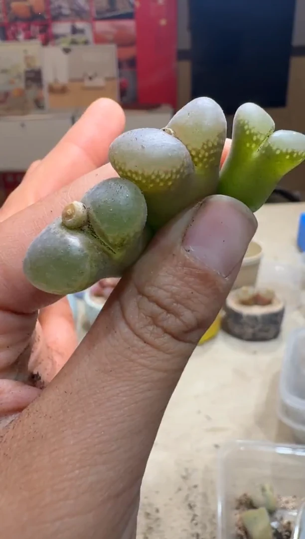 7-400多肉植物肉锥