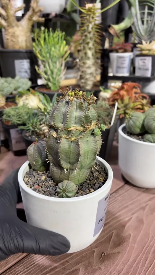 布纹球大戟FC-5801