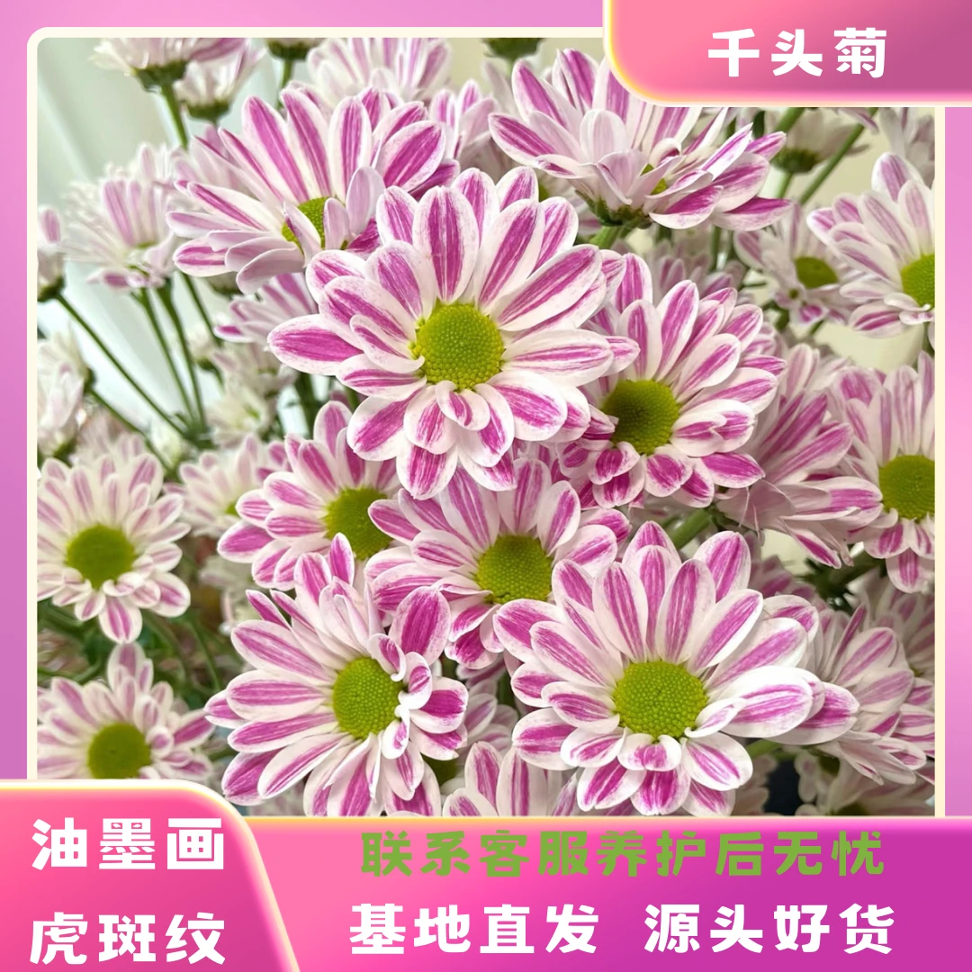 【油墨画虎斑纹】荷兰菊多季节开花耐热耐晒耐寒室内室外易养护