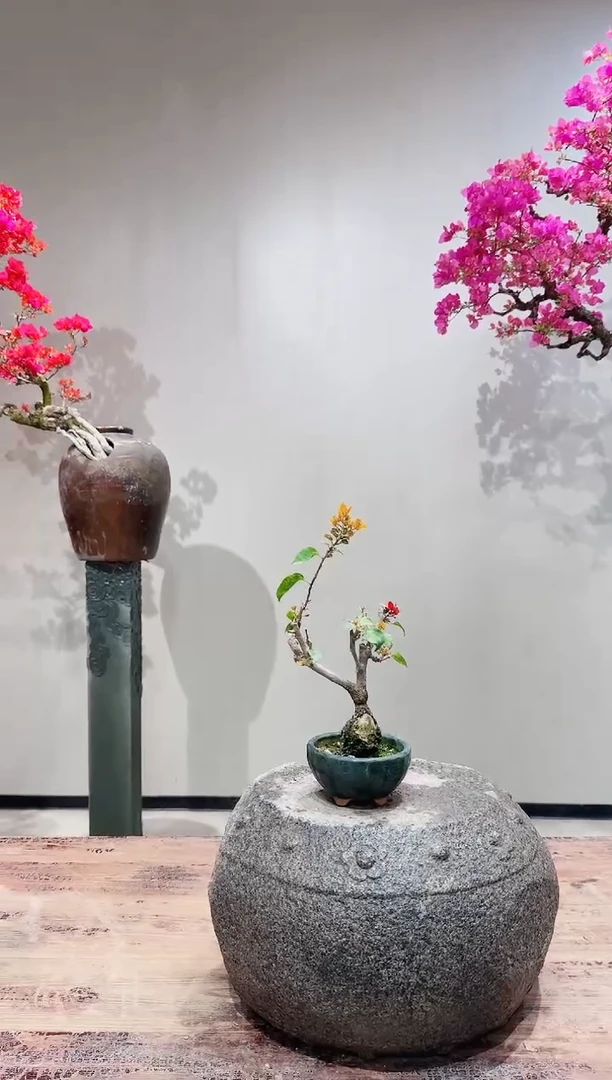 【闪购商品】盆景加州黄金三角梅