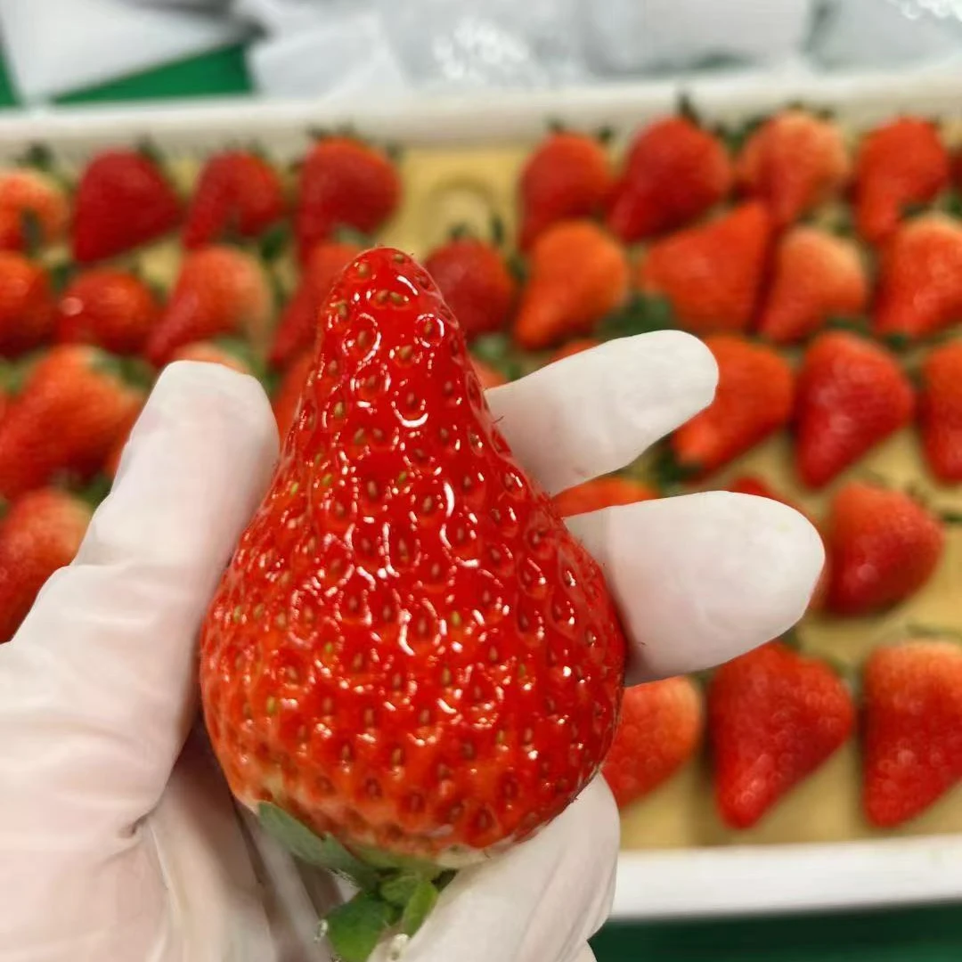 丹东东港九九草莓 奶油草莓 现摘现发农村直发 顺丰包邮