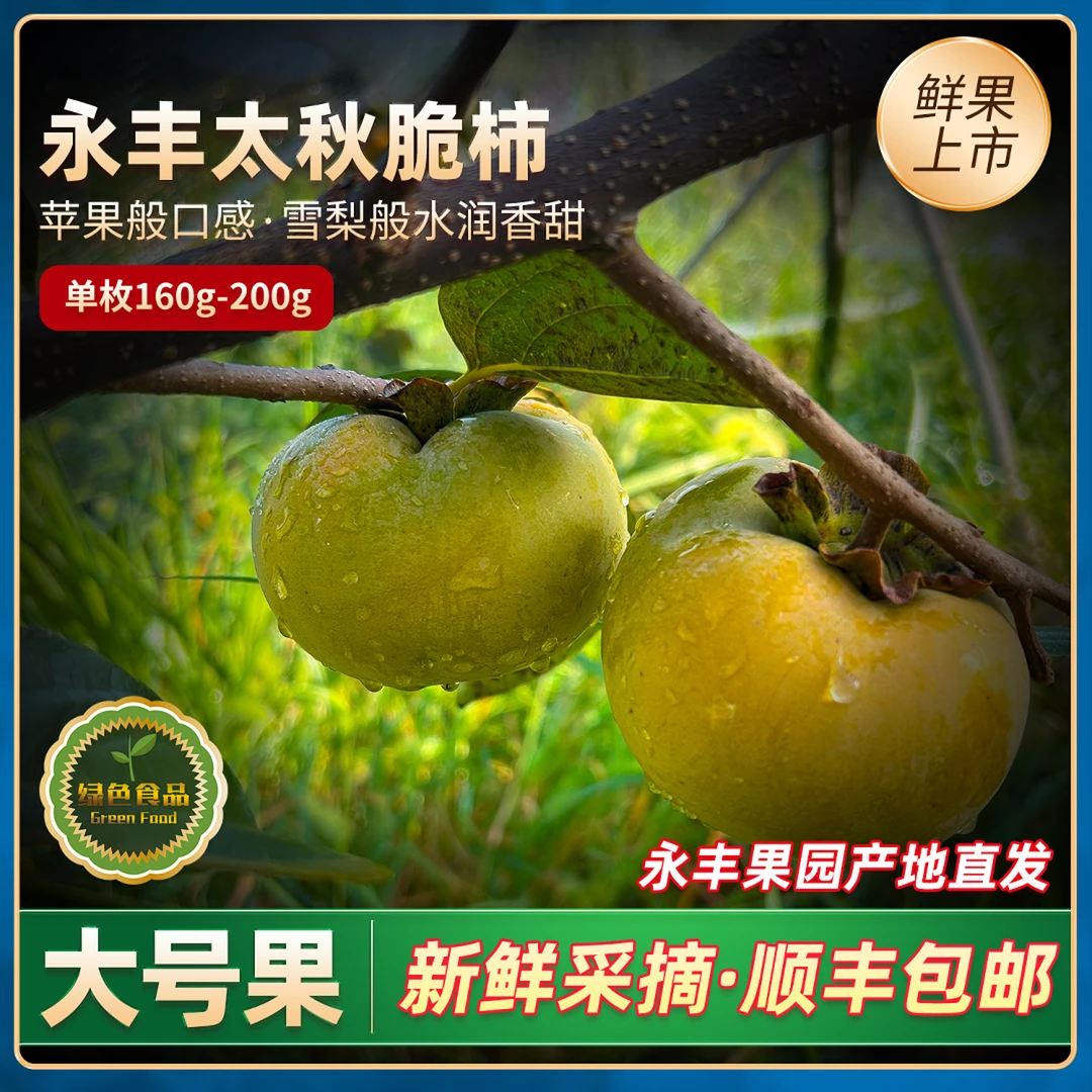 新鲜采摘香甜多汁永丰太秋脆甜柿子脆柿子当季鲜果现摘现发