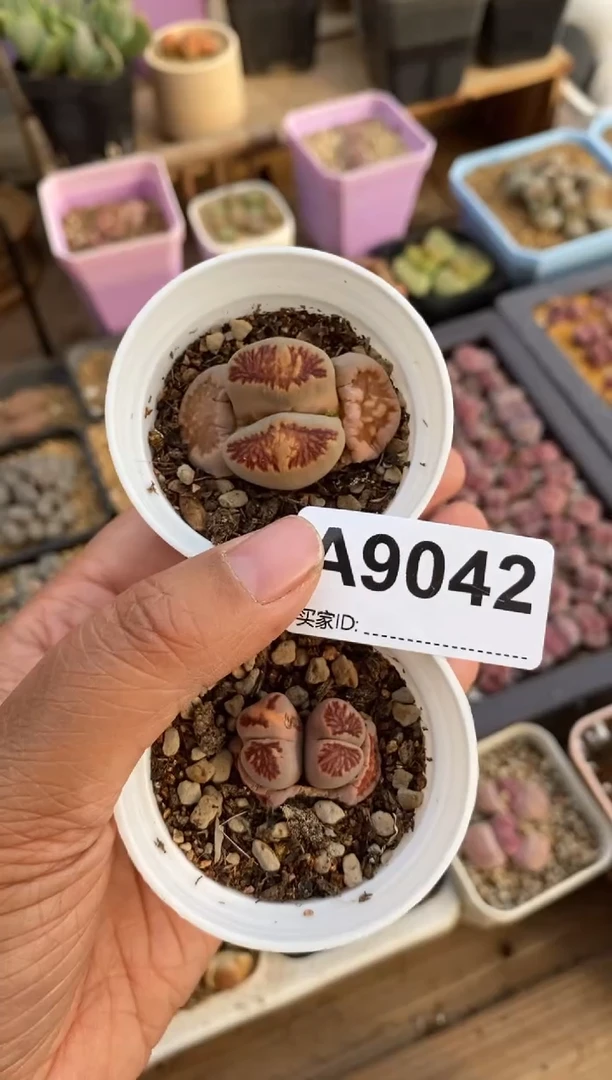 【闪购商品】9042直播一物一拍